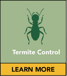 pest control southend